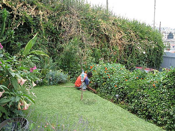 Tips For A Healthy Lawn Tips For A Healthy Lawn