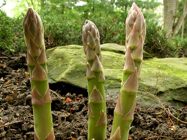 Asparagus
