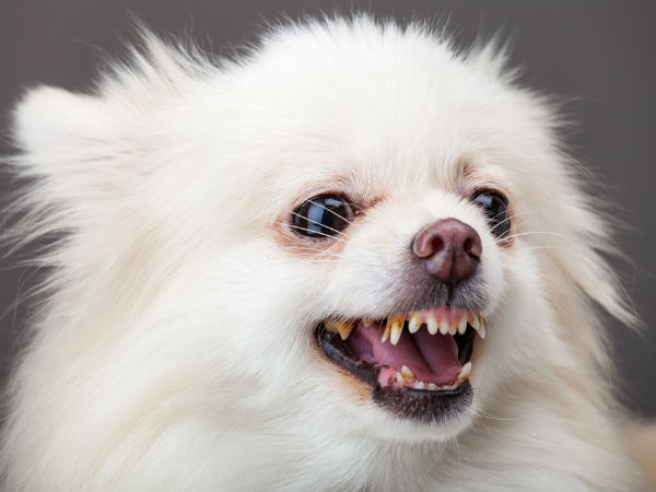 Maintenance Tips For A Pomeranian
