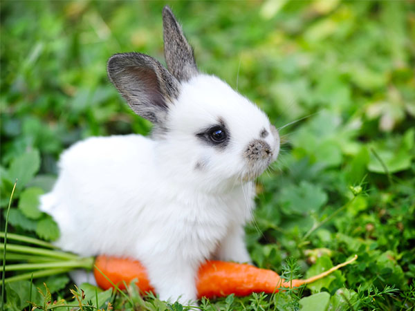 Easy Care Tips For Your Pet Rabbit