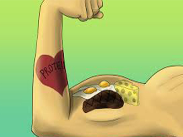 2. Elevates the protein levels of the body: