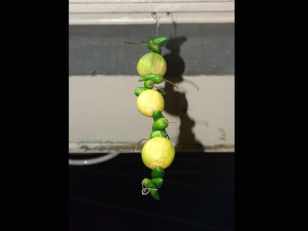 Lemon Chilli Charm
