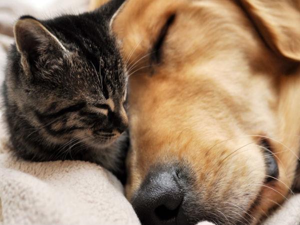 Relationship Lessons You Can Take From Pets | Relationship Lessons | Relationship Advice