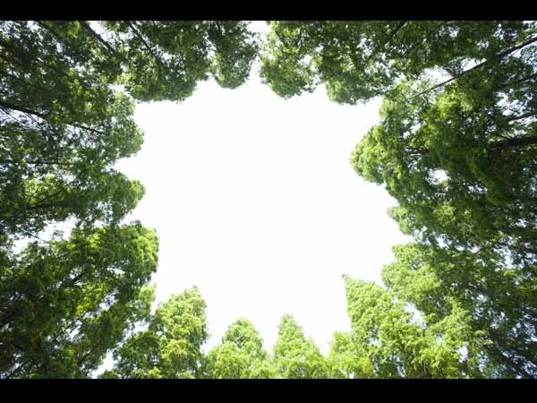 Indian Spices That Promote Hair Growth Indian Spices That Promote Hair Growth