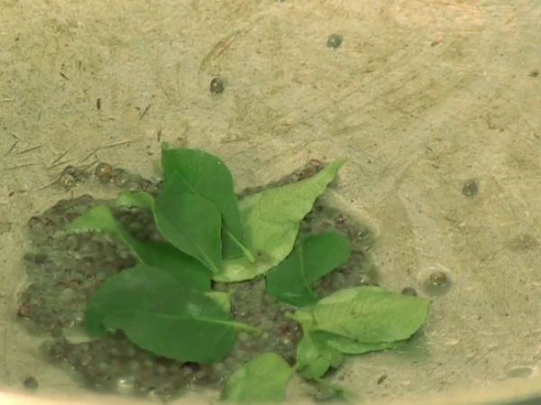 garnish it with seasoned mustard seeds and leaves