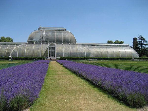 Growing Lavender In Garden | Growing Lavender Herb | Growing Lavender In Your Garden