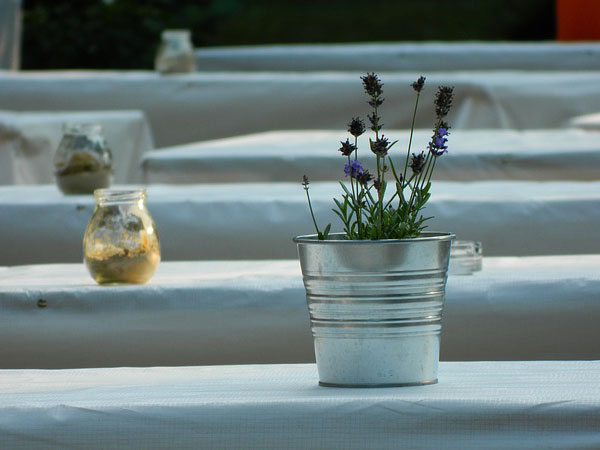 Growing Lavender In Garden | Growing Lavender Herb | Growing Lavender In Your Garden