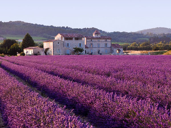 Growing Lavender In Garden | Growing Lavender Herb | Growing Lavender In Your Garden
