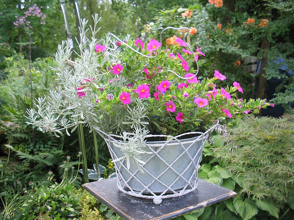 Growing Lavender In Garden | Growing Lavender Herb | Growing Lavender In Your Garden