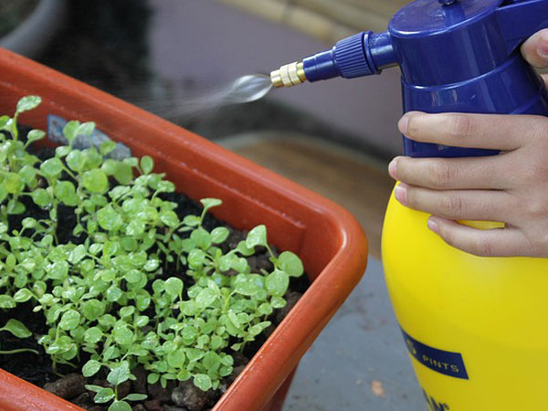 Homemade Pesticides | Home Made Pesticides For Garden|Homemade Pesticide For Plants | Homemade Pesticide For Gardens Homemade Pesticides | Home Made Pesticides For Garden|Homemade Pesticide For Plants | Homemade Pesticide For Gardens