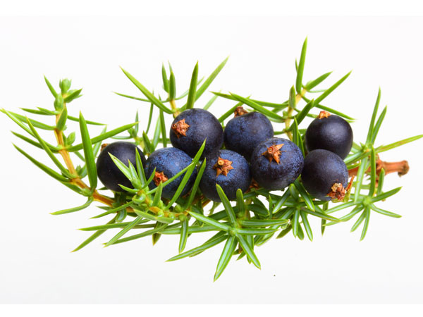 Juniper Berries 