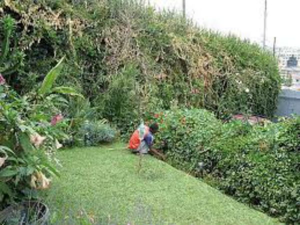 How To Grow Cilantro In My Garden| Tips Growing Coriander Indoors| Growing Coriander Inside, Planting Coriander At Home