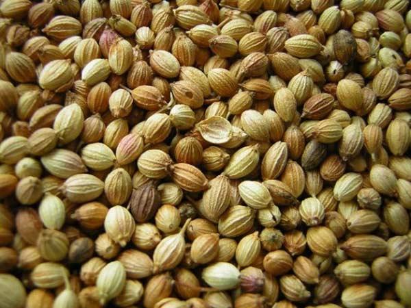 How To Grow Cilantro In My Garden| Tips Growing Coriander Indoors| Growing Coriander Inside, Planting Coriander At Home