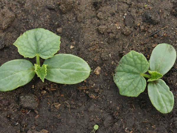 Tips For Growing Anise Hysop Plant | How To Grow Anise Hysop Plant | Ways To Grow Anise Hysop Plant | How To Grow Anise Hysop Plant In Garde 