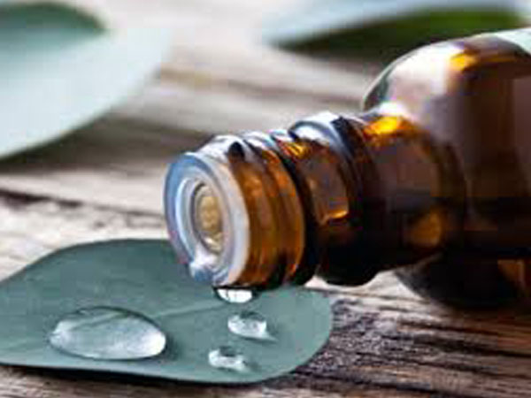 Eucalyptus Oil
