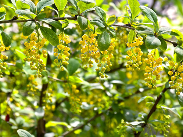 Berberis Vulgaris