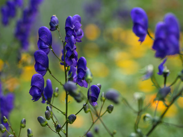 Aconite