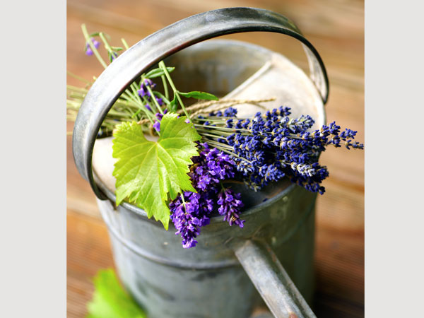 How To Grow Lavender At Home| How To Grow Lavender Outdoors| How To Take Care Of A Lavender Plant