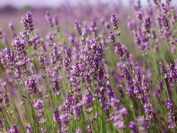How To Grow Lavender At Home| How To Grow Lavender Outdoors| How To Take Care Of A Lavender Plant