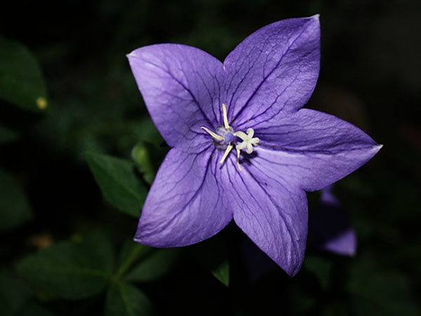 Flowers That Grow Best In Moist | Best Flowers For Moist Soil | Best Flowers That Grow In Moist Soil | Plants That Grow In Wet Soil Flowers That Grow Best In Moist | Best Flowers For Moist Soil | Best Flowers That Grow In Moist Soil | Plants That Grow In Wet Soil