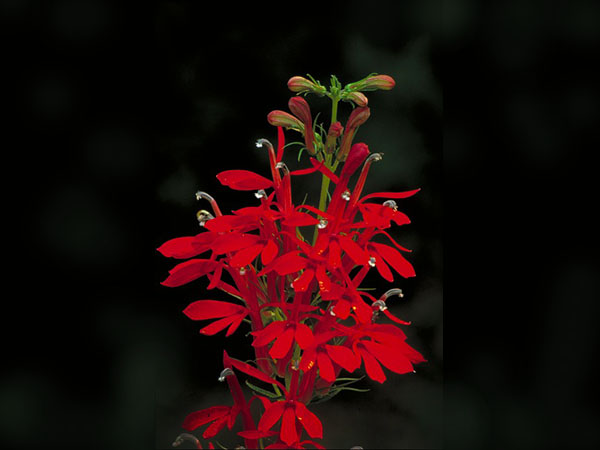 Flowers That Grow Best In Moist | Best Flowers For Moist Soil | Best Flowers That Grow In Moist Soil | Plants That Grow In Wet Soil Flowers That Grow Best In Moist | Best Flowers For Moist Soil | Best Flowers That Grow In Moist Soil | Plants That Grow In Wet Soil