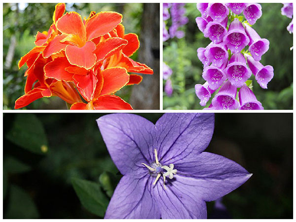 Flowers That Grow Best In Moist | Best Flowers For Moist Soil | Best Flowers That Grow In Moist Soil | Plants That Grow In Wet Soil Flowers That Grow Best In Moist | Best Flowers For Moist Soil | Best Flowers That Grow In Moist Soil | Plants That Grow In Wet Soil