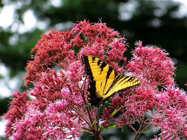 Flowers That Grow Best In Moist | Best Flowers For Moist Soil | Best Flowers That Grow In Moist Soil | Plants That Grow In Wet Soil Flowers That Grow Best In Moist | Best Flowers For Moist Soil | Best Flowers That Grow In Moist Soil | Plants That Grow In Wet Soil