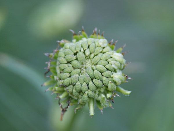 Ways To Grow Calendula In Garden | Tips To Grow Calendula | How To Grow Calendula | Growing Calendula In Garden