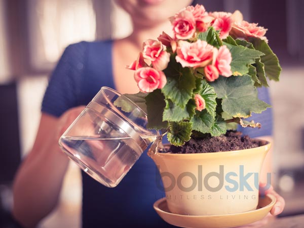 Tips To Keep Your Plants Healthy | Ideas For Taking Care Of Plants During Vacation | Effective Ways To Keep Plant Alive During Vacation