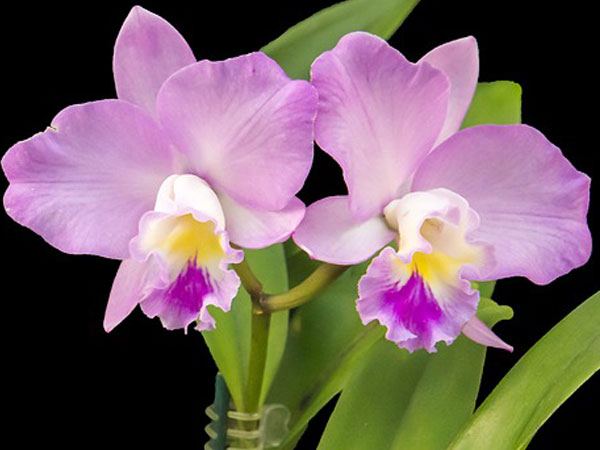Orchid Plants Care Instructions | Tips For Orchid Plants Care | Ways To Care For Orchid Plant Care | Taking Care Of Orchid Plant Care
