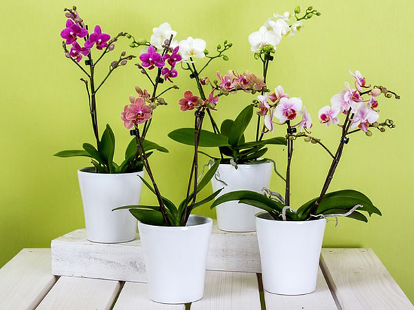 Orchid Plants Care Instructions | Tips For Orchid Plants Care | Ways To Care For Orchid Plant Care | Taking Care Of Orchid Plant Care