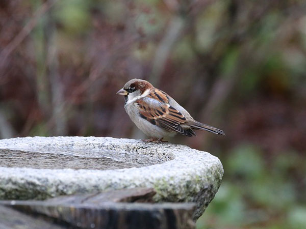 Bird Bath In Garden | Bird Bath Garden Ridge | Types Of Bird Baths | Best Types Of Bird Baths