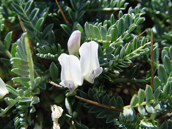Astragalus