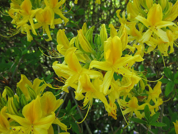 Growing Aromatic Plants At Home