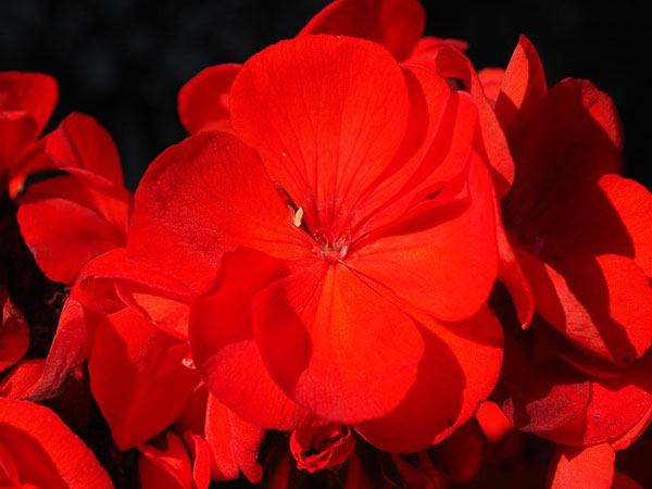 Growing Aromatic Plants At Home