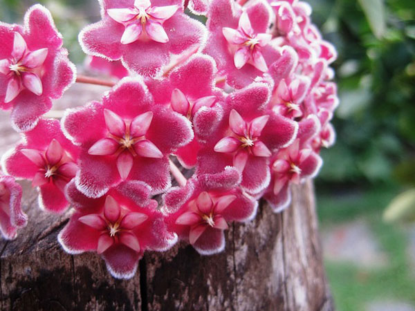 Growing Aromatic Plants At Home