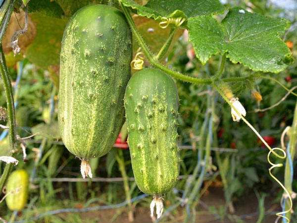 Sweet Cucumbers: