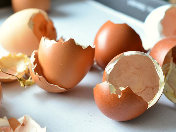 Egg Shells