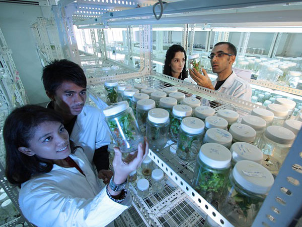 How Cannabis Can Kill Cancer