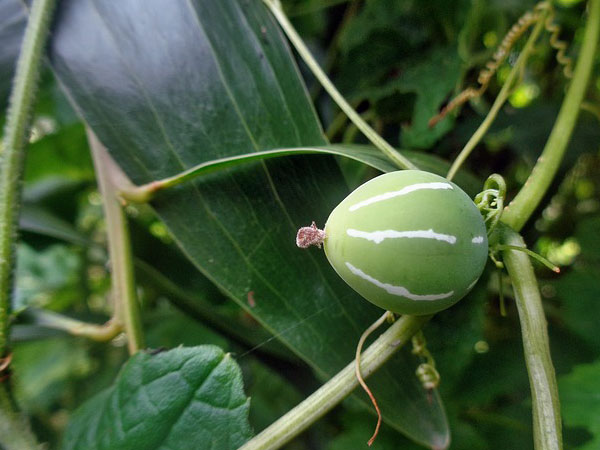 Best Plants To Grow In Monsoon