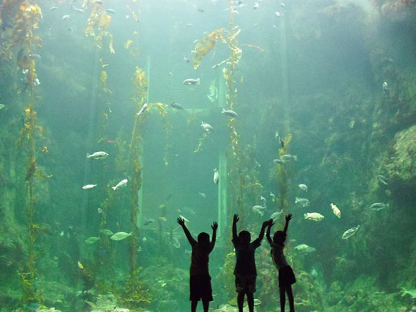 Benefits Of Watching Aquarium