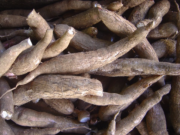 7. Cassava: 