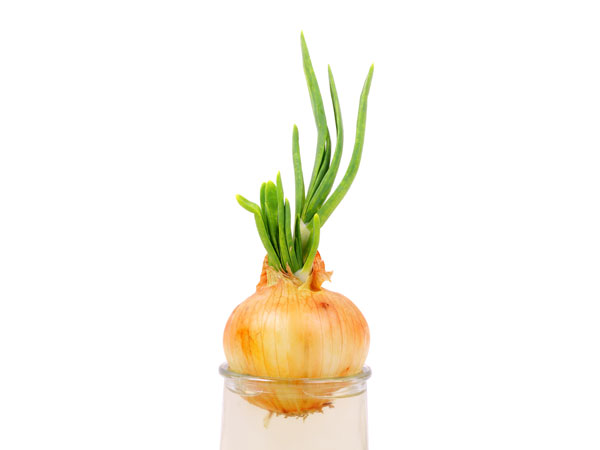 Grow Green Onions In Your Kitchen