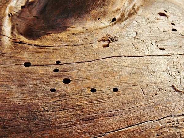 Best way to get rid of woodworm