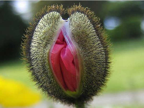 Vagina Flower
