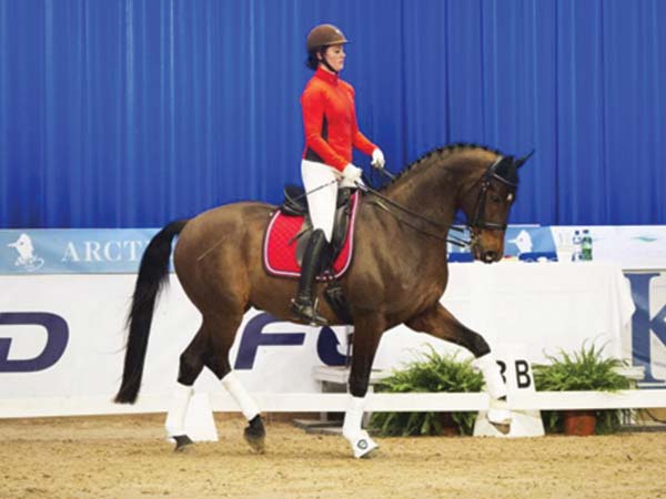 competitive horse rider competitive horse rider