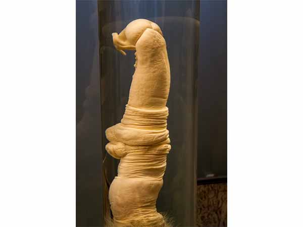 Icelandic Phallological Museum