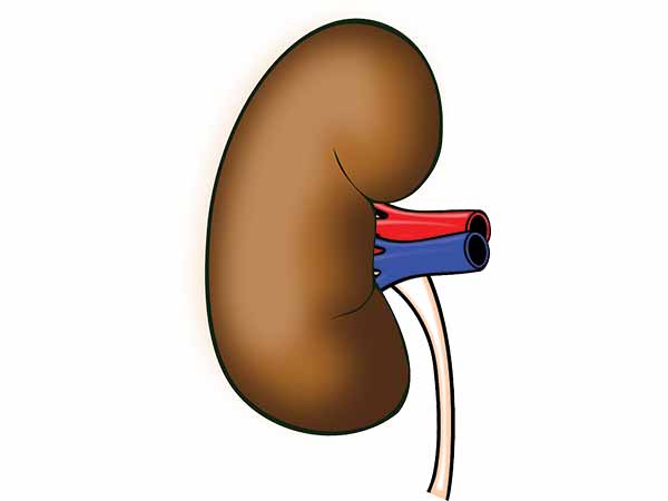 It Takes Control Of Your Kidneys: 