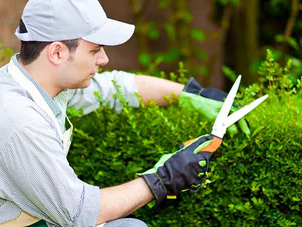 Trim Your Garden
