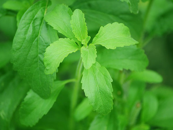 Exotic Herbs You Must Grow in Your Garden